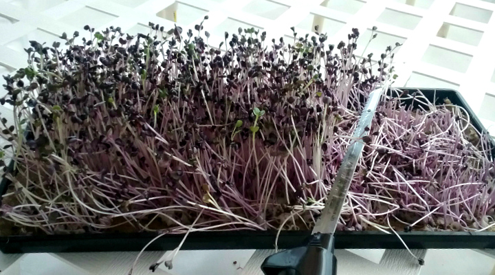 Microgreens | Aquaganix Depot