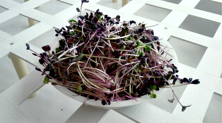 Microgreens | Cut | Aquaganix Depot