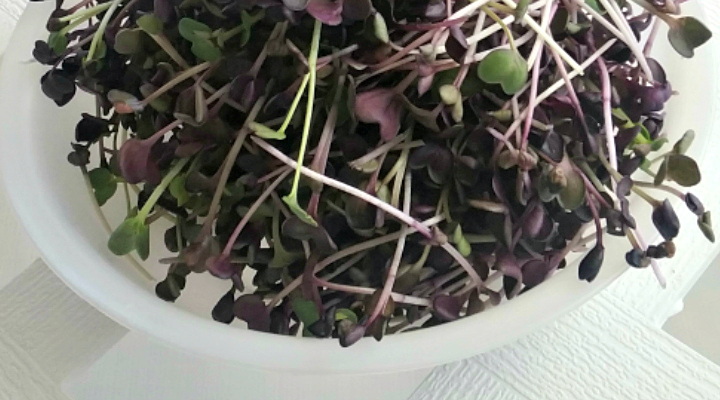 Microgreens | Aquaganix Depot