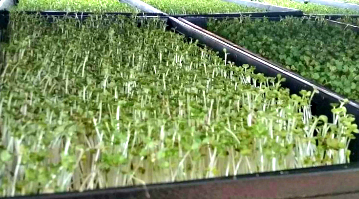 Microgreen Trays |Aquaganix Depot