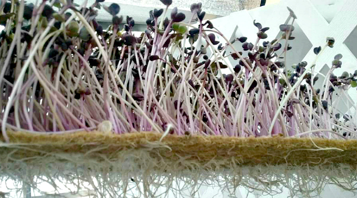 Microgreen roots | Aquaganix Depot