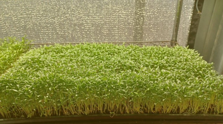 Cilantro | Microgreens | Aquaganix Depot