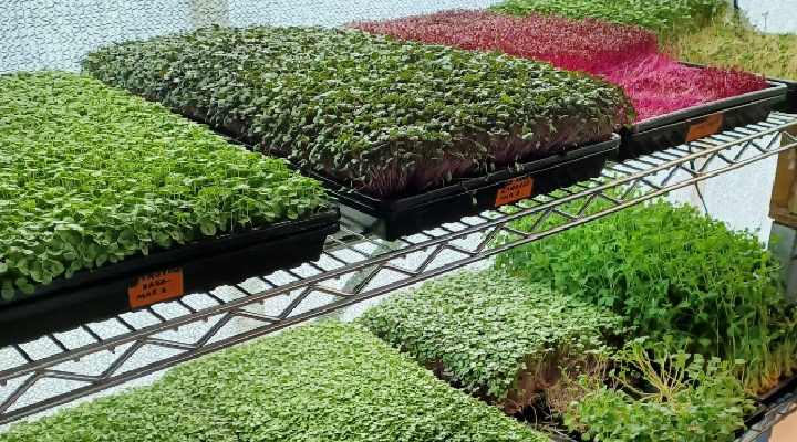 What We Grow: Microgreens