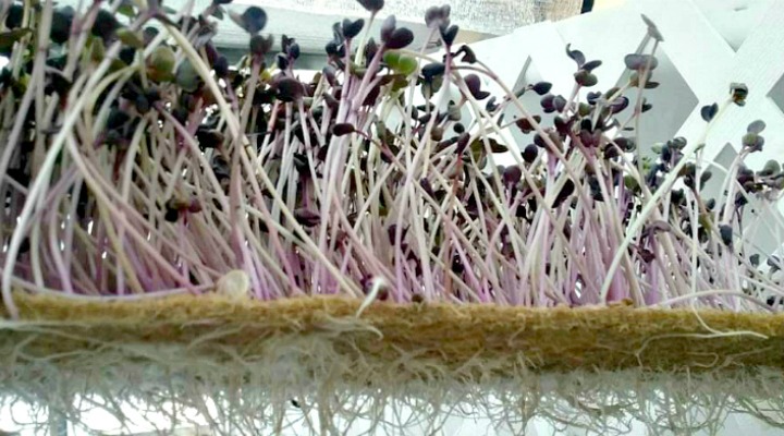 Microgreen Roots | Aquaganix Depot