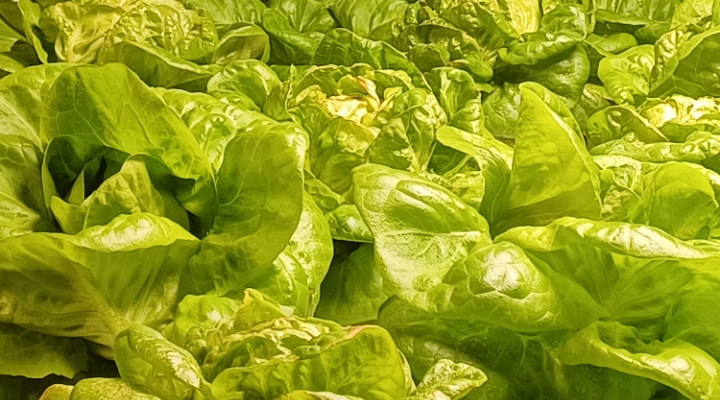 Butterhead | Lettuce | Aquaganix Depot