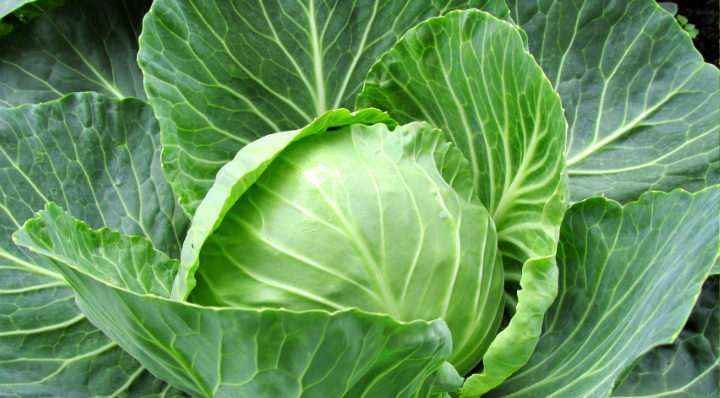 Cabbage | Aquaganix Depot