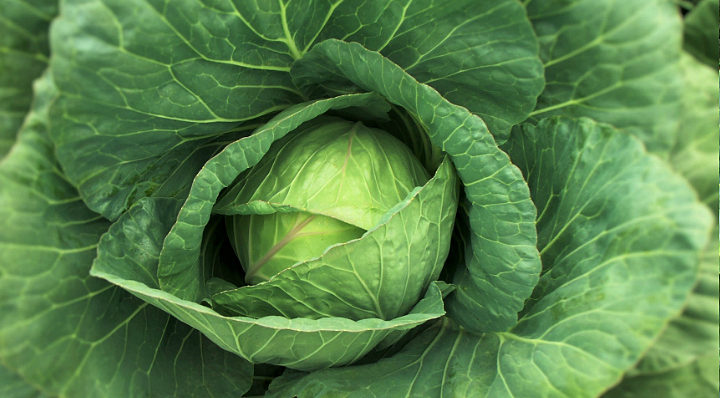 Cabbage in the Greenhouse | Aquaganix Depot