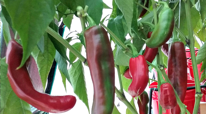 Growing Peppers | Aquaganix Depot