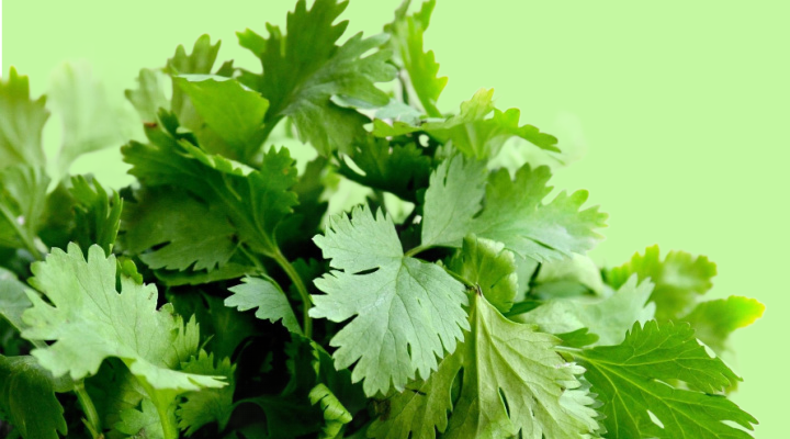 Cilantro | Aquaganix Depot