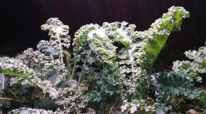 Dwarf Kale | Aquaganix Depot