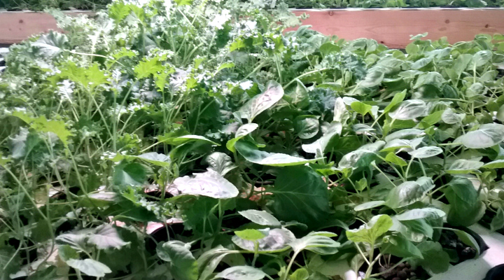 Kale Growing in Greenhouse | Aquaganix Depot