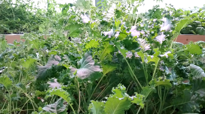 Young Kale | Aquaganix Depot