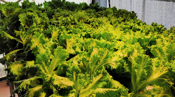 Leafy Greens | Lettuce | Aquaganix Depot