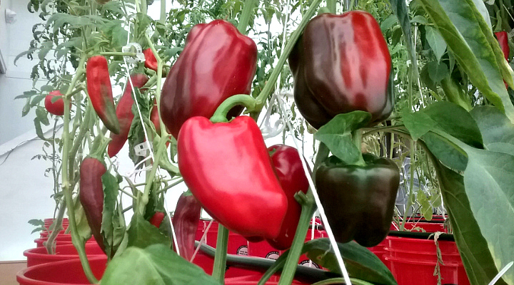 Bell Peppers | Aquaganix Depot