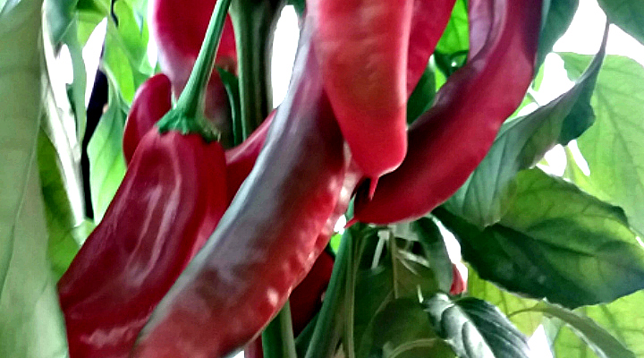 Peppers