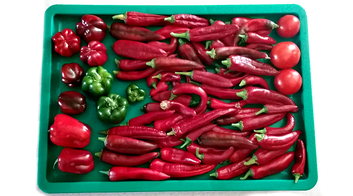 Pepper Assortment | Aquaganix Depot