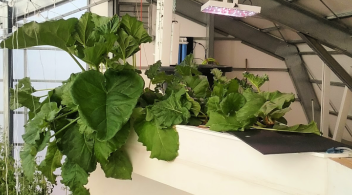 Rhubarb Growing | Aquaganix Depot