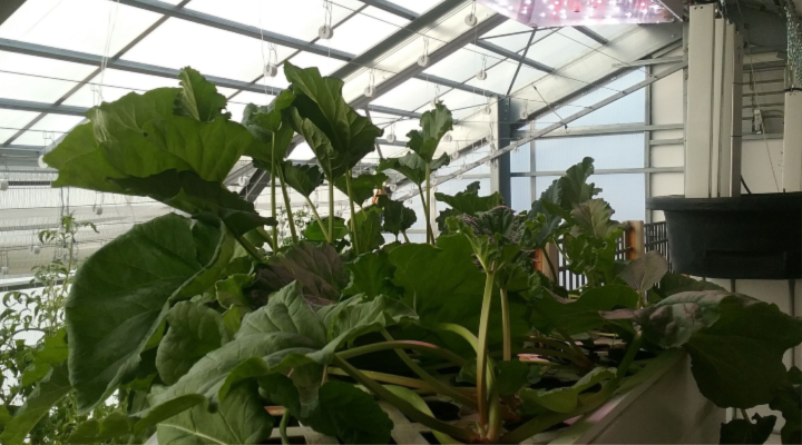 Rhubarb in Loft | Aquaganix Depot