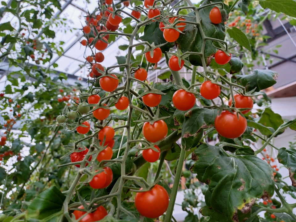 Sun Gold | Tomatoes | Aquaganix Depot