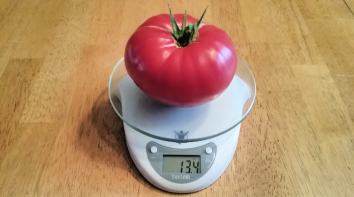 Tomato on scale | Aquaganix Depot