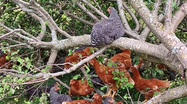 Barred Rock and Gold Star Hens | Eggs | Aquaganix Depot