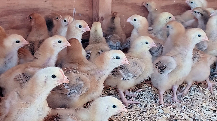 Pasture-raised broiler chickens | Aquaganix Depot