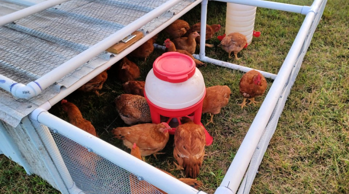 Chicken Tractor | Aquaganix Depot