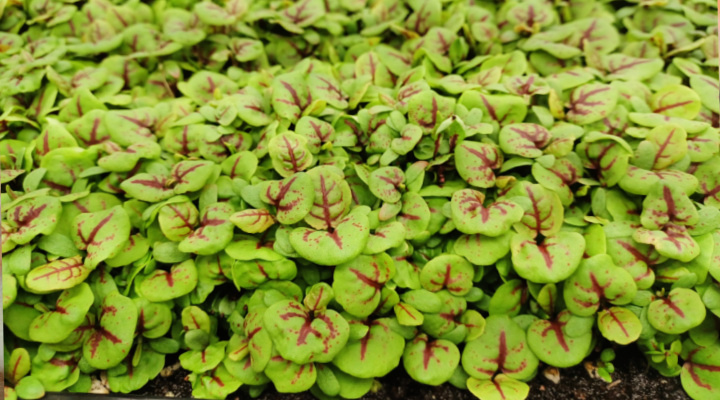 Red Veined Sorrel | Microgreens | Aquaganix Depot