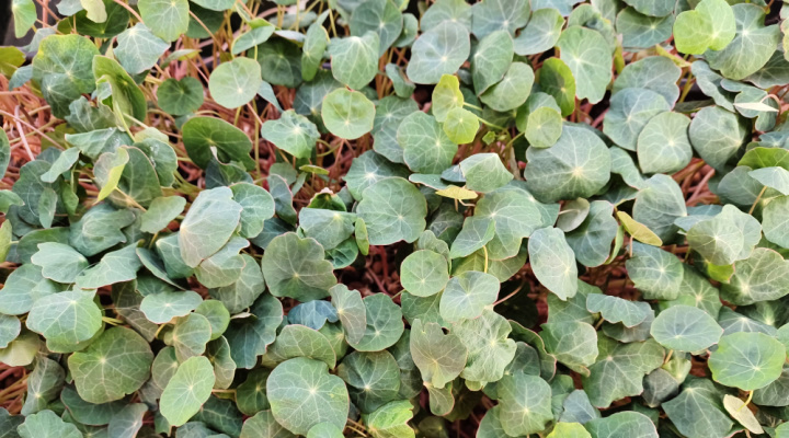 Nasturtium Microgreens | Jewel Mix | Aquaganix Depot