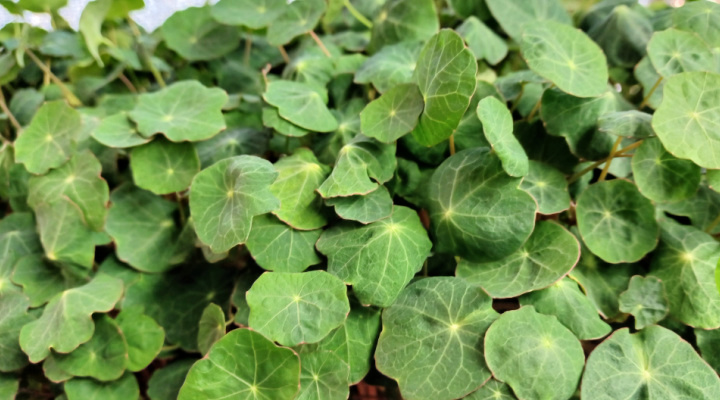 Nasturtium Microgreens | Jewel Mix | Aquaganix Depot