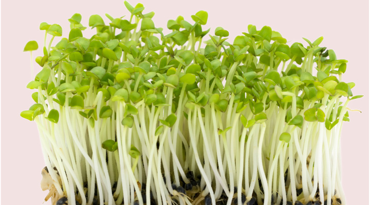Basil Microgreens 1 | Aquaganix Depot