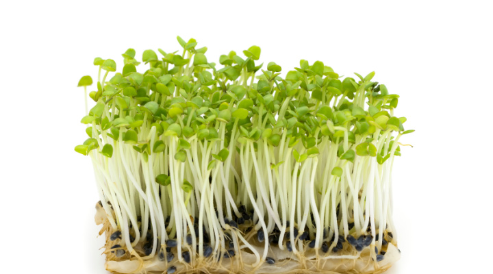 Basil Microgreens 1 | Aquaganix Depot
