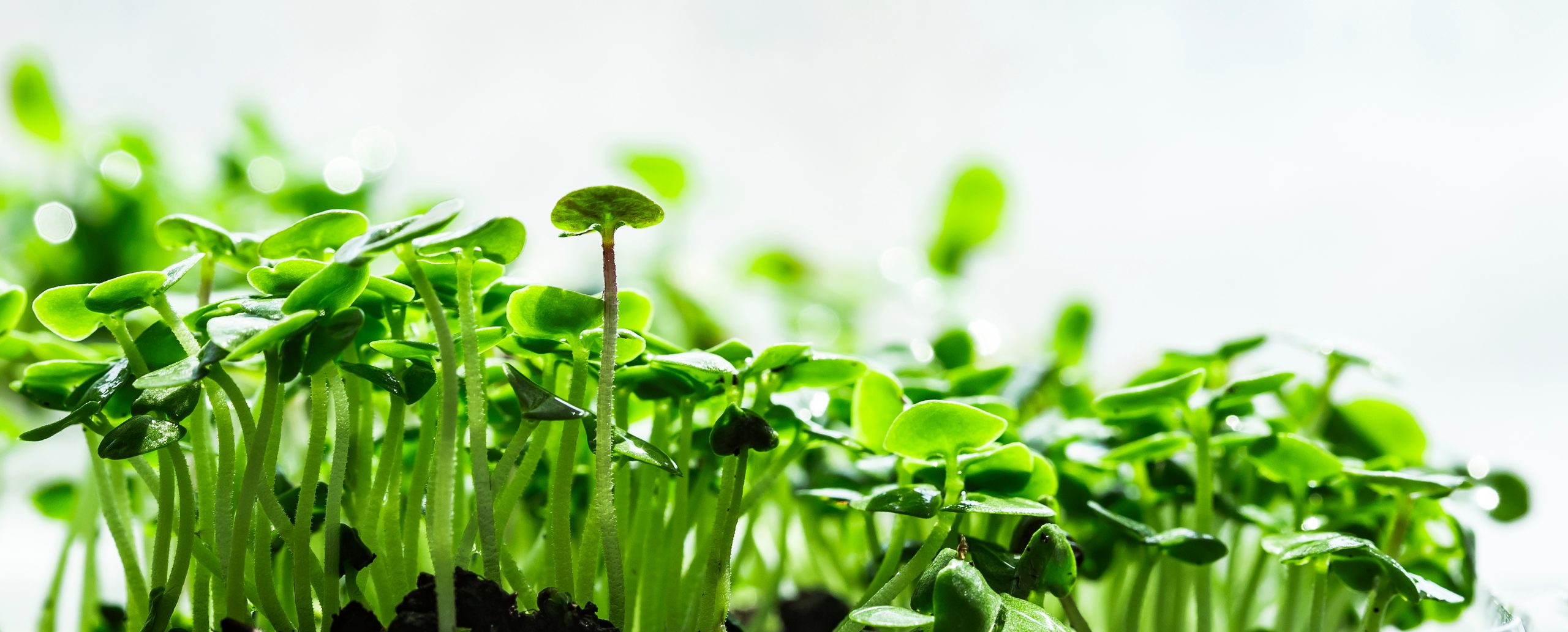 Basil Microgreens 2 | Aquaganix Depot