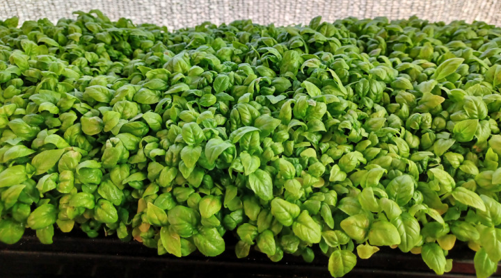 Basil Microgreens | Genovese B | Aquaganix Depot