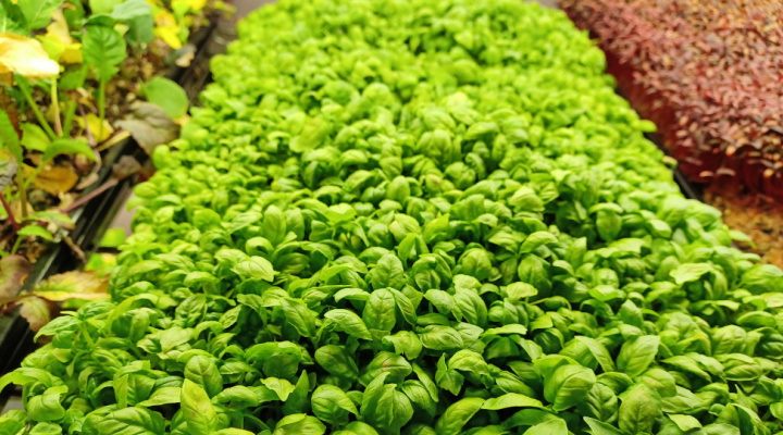 Basil Microgreens | Genovese B | Aquaganix Depot