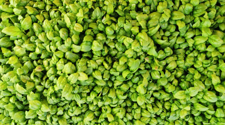 Basil Microgreens | Genovese C | Aquaganix Depot