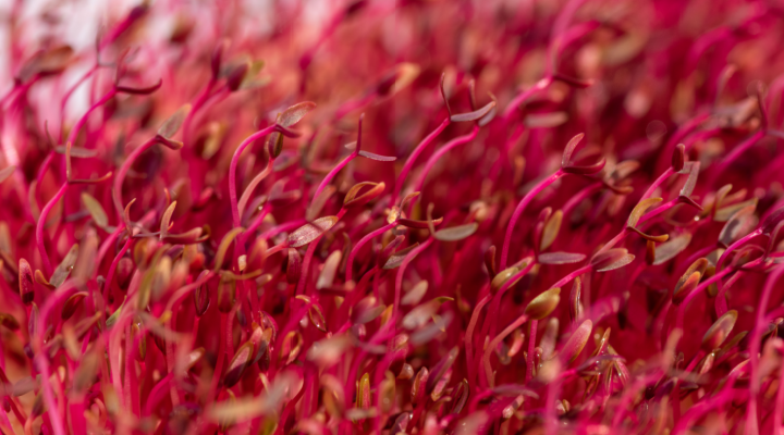 red amaranth microgreens 1 | Aquaganix Depot