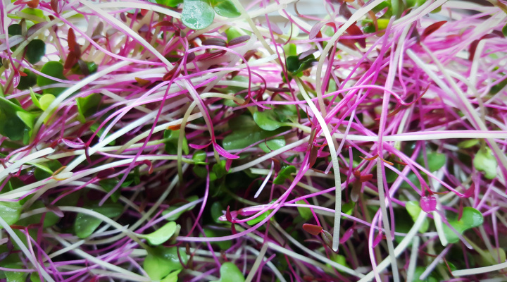 Red Amaranth adds color | Aquaganix Depot