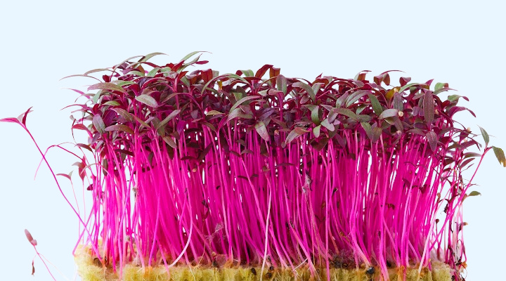 Red Amaranth Growing | Aquaganix Depot