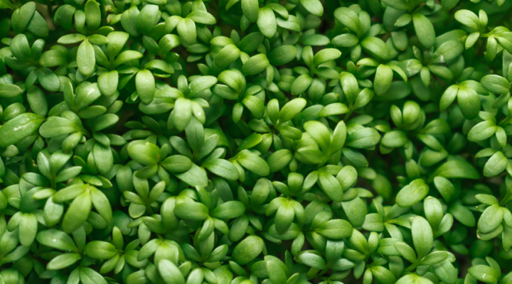 Watercress Microgreens 3 | Aquaganix Depot