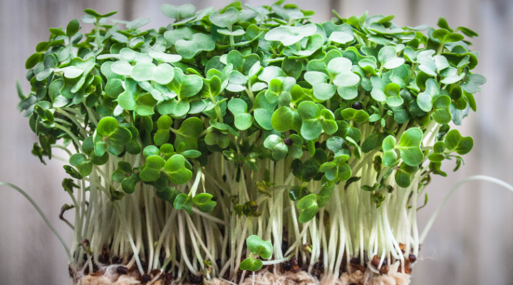 Watercress Microgreens 2 | Aquaganix Depot