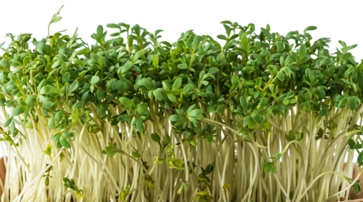 Watercress Microgreens 1 | Aquaganix Depot