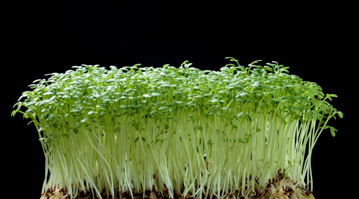 Watercress Microgreens 4 | Aquaganix Depot