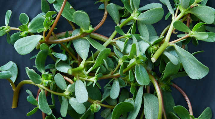 Purslane | In Bowl | Aquaganix Depot