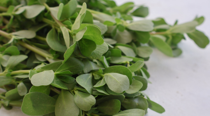 Purslane | In a Bunch | Aquaganix Depot