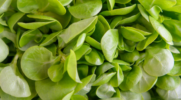 Purslane | Up Close | Aquaganix Depot