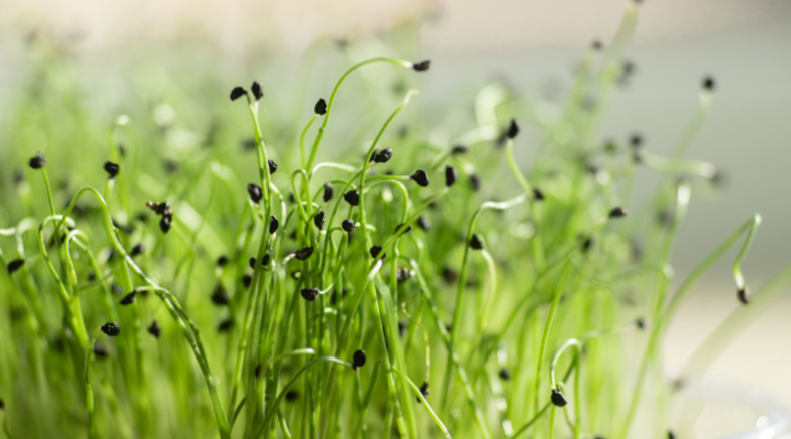 Leek Microgreens: A Superfood & Popular With Chefs