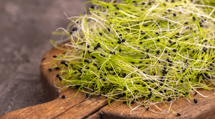 Leek Microgreens on Cutting Board | Aquaganix Depot