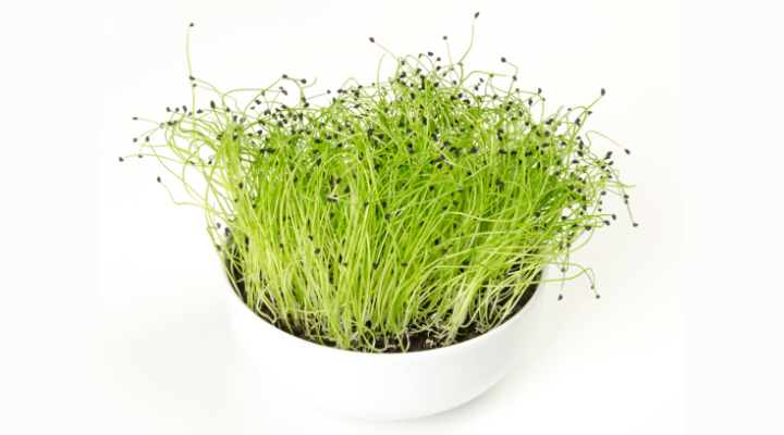 Leek Microgreens in bowl | Aquaganix Depot
